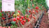 Kỹ thuật trồng cà chua T 15